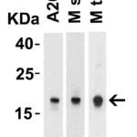 Western Blot Validation of IL-17 in Mouse Cells and Tissues  Loading: 10 μg of lysates per lane. Antibodies: IL-17, PM-10542, 2 μg/mL, 1h incubation at RT in 5% NFDM/TBST.Secondary: Goat anti-mouse IgG HRP conjugate at 1:5000 dilution