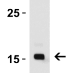 Western Blot Validation of IL-17 with Recombinant Protein  Loading: 30 ng of lysates per lane. Antibodies: IL-17, PM-10542, 0.5 μg/mL, 1h incubation at RT in 5% NFDM/TBST.Secondary: Goat anti-mouse IgG HRP conjugate at 1:5000 dilution