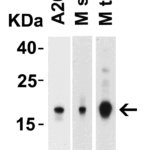 Western Blot Validation of IL-17 in Mouse Cells and Tissues  Loading: 10 μg of lysates per lane. Antibodies: IL-17, PM-10543, 2 μg/mL, 1h incubation at RT in 5% NFDM/TBST.Secondary: Goat anti-mouse IgG HRP conjugate at 1:5000 dilution