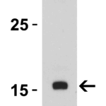 Western Blot Validation of IL-17 with Recombinant Protein  Loading: 30 ng of lysates per lane. Antibodies: IL-17, PM-10543, 0.5 μg/mL, 1h incubation at RT in 5% NFDM/TBST.Secondary: Goat anti-mouse IgG HRP conjugate at 1:5000 dilution