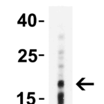 Western Blot Validation of IL-17 in Human Tonsil  Loading: 10 μg of lysates per lane. Antibodies: IL-17, PM-10543, 2 μg/mL, 1h incubation at RT in 5% NFDM/TBST.Secondary: Goat anti-mouse IgG HRP conjugate at 1:5000 dilution