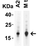 Western Blot Validation of IL-17 in Mouse Cells and Tissues  Loading: 10 μg of lysates per lane. Antibodies: IL-17, PM-10543, 2 μg/mL, 1h incubation at RT in 5% NFDM/TBST.Secondary: Goat anti-mouse IgG HRP conjugate at 1:5000 dilution
