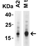 Western Blot Validation of IL-17 in Mouse Cells and Tissues  Loading: 10 μg of lysates per lane. Antibodies: IL-17, PM-10543, 2 μg/mL, 1h incubation at RT in 5% NFDM/TBST.Secondary: Goat anti-mouse IgG HRP conjugate at 1:5000 dilution
