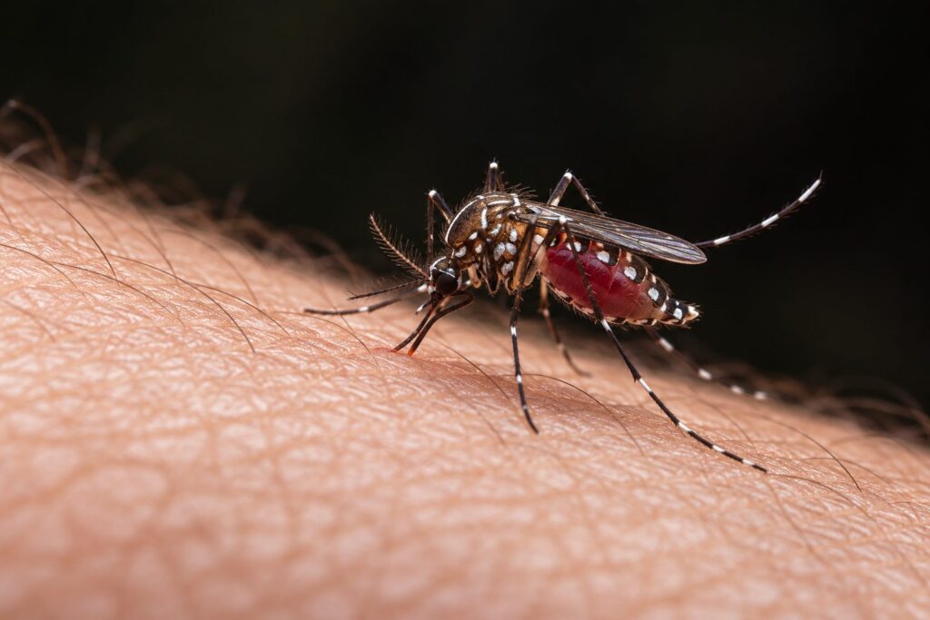 Aedes mosquito, the primary vector of dengue virus, feeding on human skin