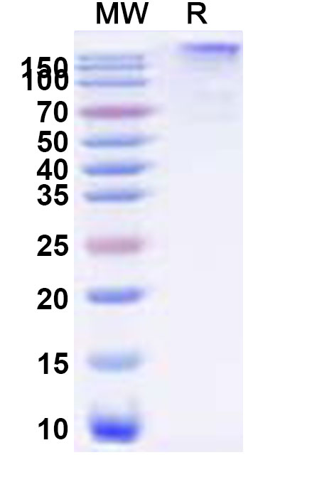 SDS-PAGE for Recombinant TAFV GP1 Protein, C-Fc
