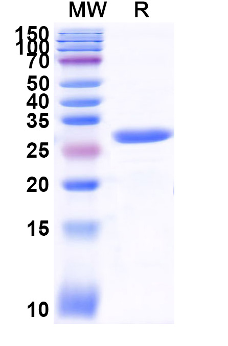 SDS-PAGE for Recombinant ZEBOV VP24 Protein, N-His-SUMO