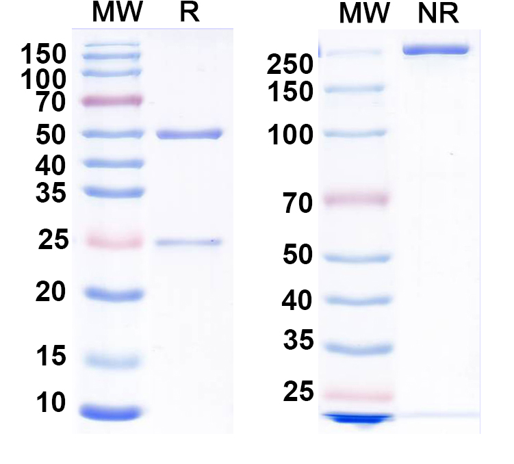 SDS-PAGE for Anti-SEBOV GP/Envelope glycoprotein Antibody (16F6).