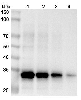 Western blot analysis was performed using anti-Ebola virus Nucleoprotein polyclonal antibody at 1μg/ml on various samples. Recombinant Zaire ebolavirus NP/Nucleoprotein with 70 ng in Lane1, 50 ng in Lane2, 30 ng in Lane 3 and 10 ng in Lane 4