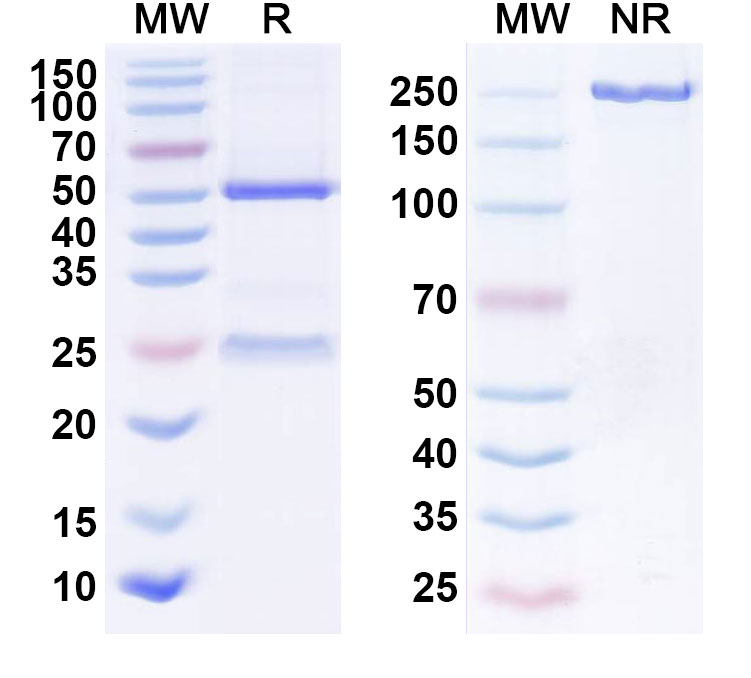 SDS-PAGE for Research Grade Anti-ZEBOV GP/Glycoprotein (Zmapp)