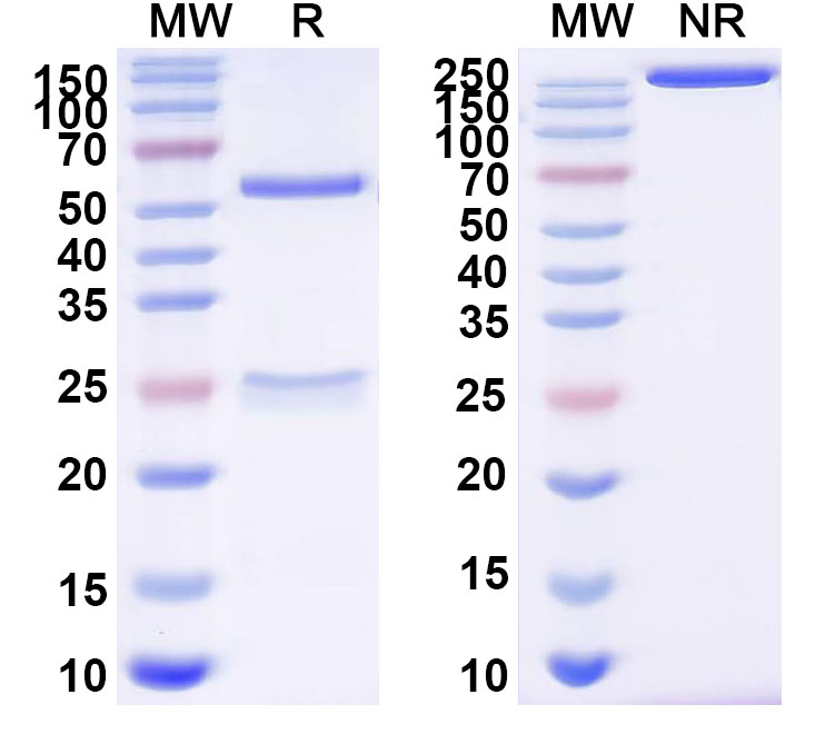 SDS-PAGE for InVivoMAb Anti-ZEBOV GP/Envelope glycoprotein Antibody (6D8).