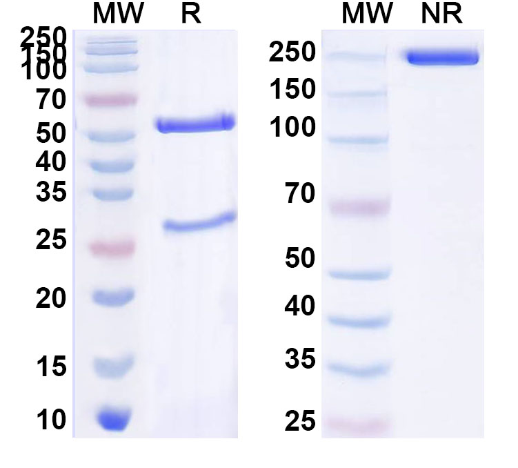 SDS-PAGE for Anti-ZEBOV GP/Envelope glycoprotein Antibody (GPE118)