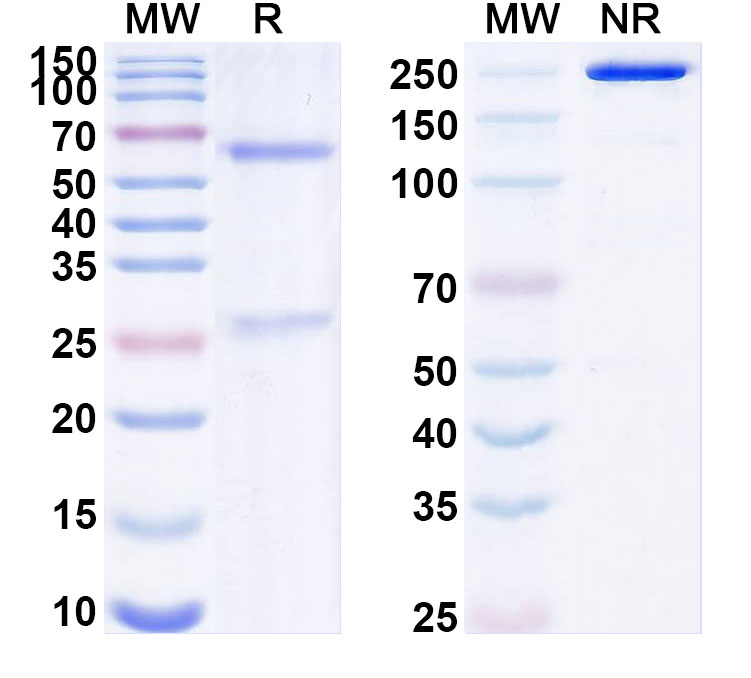 SDS-PAGE for Anti-ZEBOV GP/Envelope glycoprotein Neutralization Antibody (KZ52)