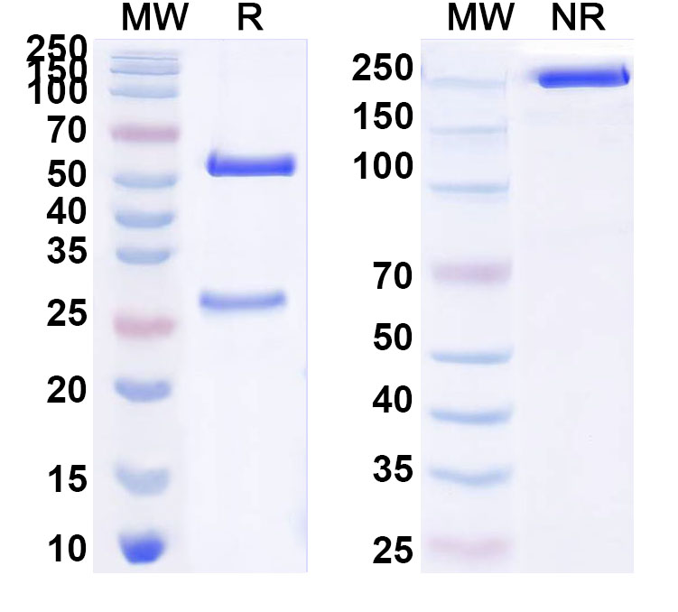 SDS-PAGE for Anti-ZEBOV VP35/Polymerase cofactor VP35 Antibody (F9)