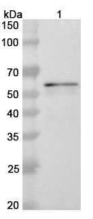 SDS-PAGE for Recombinant ZEBOV VP40 Protein, N-His-SUMO