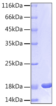 Recombinant Human IL-1 beta Protein was determined by SDS-PAGE under reducing conditions with Coomassie Blue.