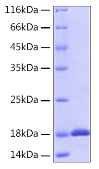 Recombinant Human IL-18 Protein was determined by SDS-PAGE under reducing conditions with Coomassie Blue.