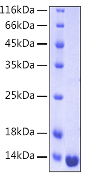 Recombinant Human Galectin-1/LGALS1 Protein was determined by SDS-PAGE under reducing conditions with Coomassie Blue.