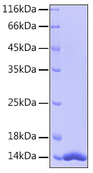 Recombinant Human FABP4/A-FABP/ALBP Protein was determined by SDS-PAGE under reducing conditions with Coomassie Blue.