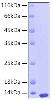 Recombinant Human S100-A12 Protein was determined by SDS-PAGE under reducing conditions with Coomassie Blue.