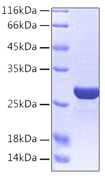 Recombinant Human HMGB1 Protein was determined by SDS-PAGE under reducing conditions with Coomassie Blue.