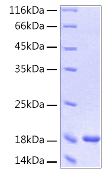 Recombinant Human IFN-alpha 1/13(Q114A) Protein was determined by SDS-PAGE under reducing conditions with Coomassie Blue.