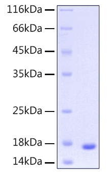 Recombinant Human UBE2D3 Protein was determined by SDS-PAGE under reducing conditions with Coomassie Blue.