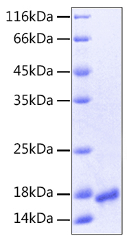 Recombinant Human VEGF-A/VEGF121(K321N) Protein was determined by SDS-PAGE under reducing conditions with Coomassie Blue.