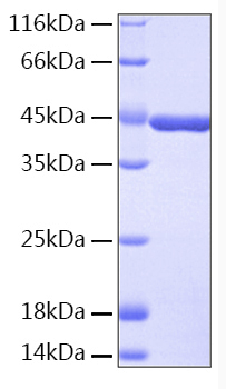 Recombinant Human IDO-1 Protein was determined by SDS-PAGE under reducing conditions with Coomassie Blue.