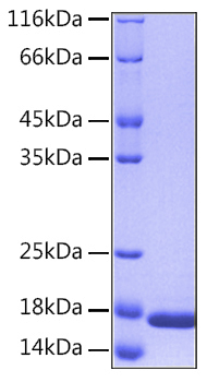 Recombinant Human IL-36 alpha/IL-1F6 Protein was determined by SDS-PAGE under reducing conditions with Coomassie Blue.