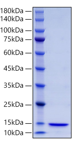 Recombinant Human Thioredoxin/SASP/TXN Protein was determined by SDS-PAGE under reducing conditions with Coomassie Blue.