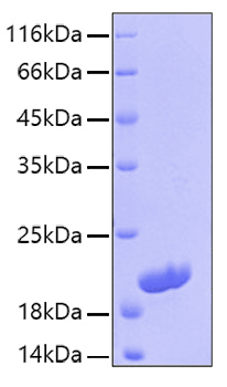 Recombinant Human IL-16 Protein was determined by SDS-PAGE under reducing conditions with Coomassie Blue.