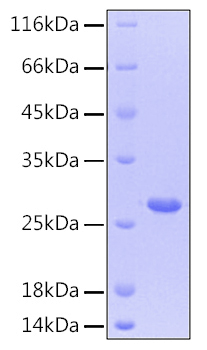Recombinant Human CNTF Protein was determined by SDS-PAGE under reducing conditions with Coomassie Blue.