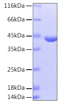 Recombinant Human cAspAT/AATC/GOT1 Protein was determined by SDS-PAGE under reducing conditions with Coomassie Blue.