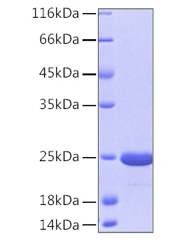 Recombinant Human DJ-1/PARK7 Protein was determined by SDS-PAGE under reducing conditions with Coomassie Blue.