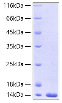 Recombinant Human FABP4/A-FABP/ALBP(A29T) Protein was determined by SDS-PAGE under reducing conditions with Coomassie Blue.