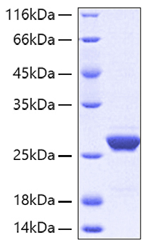Recombinant Human Apolipoprotein A-I/APOA1 Protein was determined by SDS-PAGE under reducing conditions with Coomassie Blue.