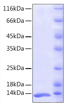 Recombinant Human FKBP1A/FKBP12 Protein was determined by SDS-PAGE under reducing conditions with Coomassie Blue.