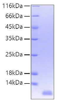 Recombinant Human IL-8/CXCL8/GCP-1 Protein was determined by SDS-PAGE under reducing conditions with Coomassie Blue.
