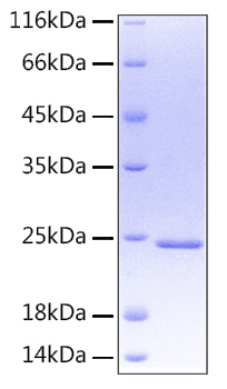 Recombinant Human Oncostatin-M/OSM Protein was determined by SDS-PAGE under reducing conditions with Coomassie Blue.