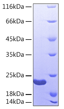 Recombinant Human Sonic hedgehog protein N-product/SHH(C24IVI) Protein was determined by SDS-PAGE under reducing conditions with Coomassie Blue.