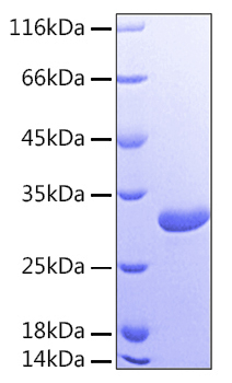 Recombinant Human Galectin-3/LGALS3 Protein was determined by SDS-PAGE under reducing conditions with Coomassie Blue.