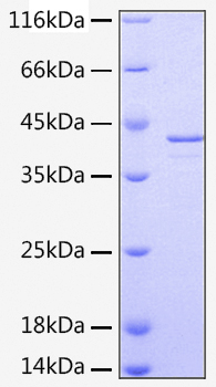 Recombinant Human Alpha-2-MRAP/LRPAP1 Protein was determined by SDS-PAGE under reducing conditions with Coomassie Blue.