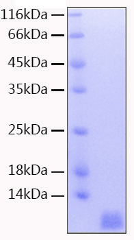 Recombinant Human Neddylin/NEDD8 Protein was determined by SDS-PAGE under reducing conditions with Coomassie Blue.