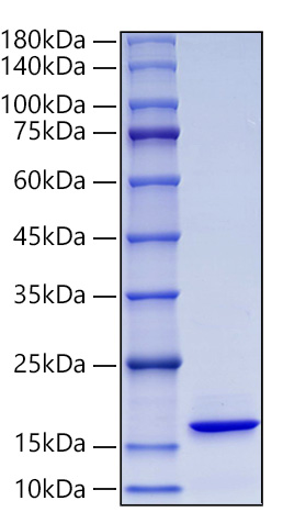 Recombinant Human ISG15 Protein was determined by SDS-PAGE under reducing conditions with Coomassie Blue.