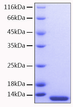 Recombinant Human CCL7/MCP-3 Protein was determined by SDS-PAGE under reducing conditions with Coomassie Blue.