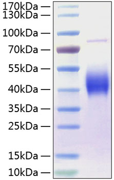 Recombinant Human B7-1/CD80 Protein was determined by SDS-PAGE under reducing conditions with Coomassie Blue.