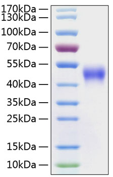 Recombinant Human Fc-gamma RIII alpha/FCGR3A/CD16a Protein was determined by SDS-PAGE under reducing conditions with Coomassie Blue.