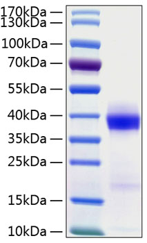 Recombinant Human B7-H1/PD-L1/CD274 Protein was determined by SDS-PAGE under reducing conditions with Coomassie Blue.