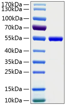 Recombinant Human LEU3/CD4 Protein was determined by SDS-PAGE under reducing conditions with Coomassie Blue.