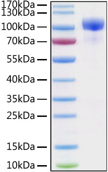 Recombinant Human ErbB-3/HER3 Protein was determined by SDS-PAGE under reducing conditions with Coomassie Blue.